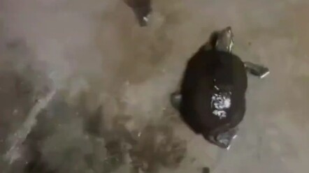 This bastard is so fucking slutty