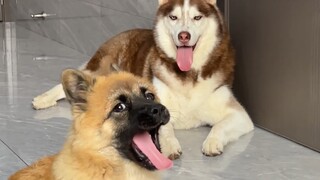 Anak anjing Sheniu tidak tahu cara menghancurkan rumah, jadi saya meminta Husky untuk mengajarinya. 