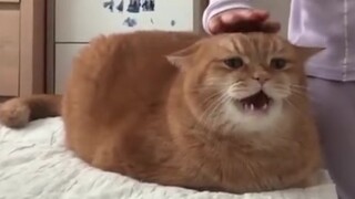 《跟 着 猫 咪 学 量 词》