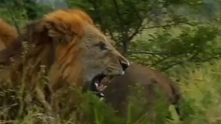 Fighting at the pride