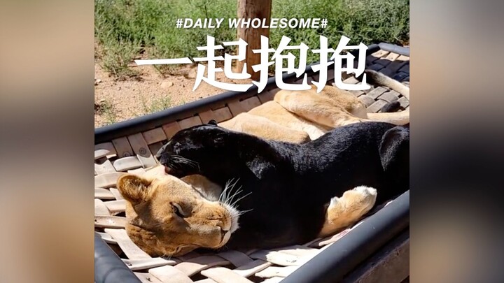 Who really took one for the team?