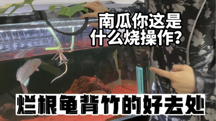 烂根龟背竹非常适合鱼缸造景｜挺好 还能养养根…