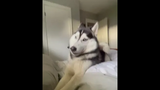 Mornings with a Husky