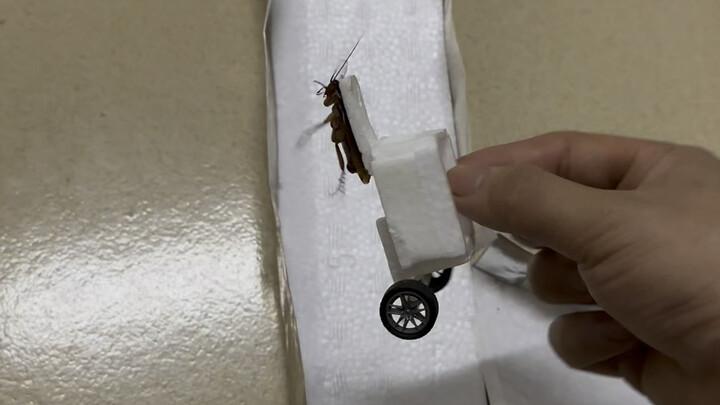 حتى اليعسوب أصبح لديه مساره الخاص!