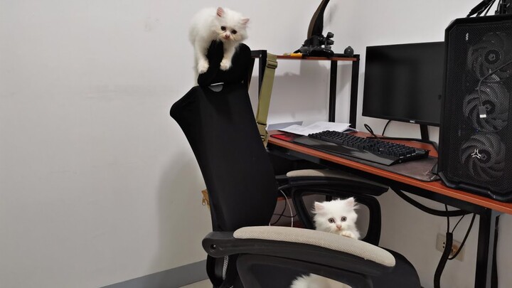 Tutorial on how to destroy computer chair by Kittens ||Bela, Sola, Tala || Clowder zone