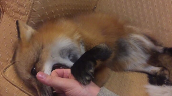 Buku Harian Balas Budi Si Rubah Kecil