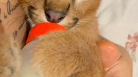 Girlfriend entrusts her aloof cat to her boyfriend while on a business trip; by the time she returns
