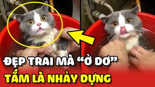 Chàng mèo ĐẸP TRAI nhưng "Ở DƠ" nên bắt TẮM là nhảy dựng lên 😂 | Yêu Lu