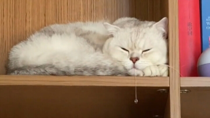 "Whose cat sleeps like this?"