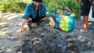 Bẫy chuột đường mòn khu lúa mới gặt kết quả thật bất ngờ/tt192