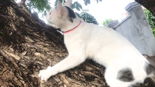 Three monkeys plus one cat outdoor activities