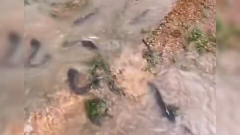 ikan naik kedaratan