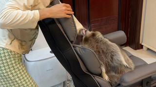 I feel like a moron #Raccoon #Funny