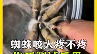 The spider's angry bite—warning people?