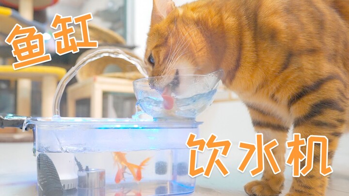 Ever since I changed the cat's water bowl into a fish tank, my cat has fallen in love with drinking 