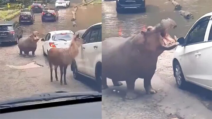 عندما رأى فرس النهر الظبي يأكل الطعام الذي قدمه السائحون، قام على الفور بتقليد الظبي من خلال فتح فمه