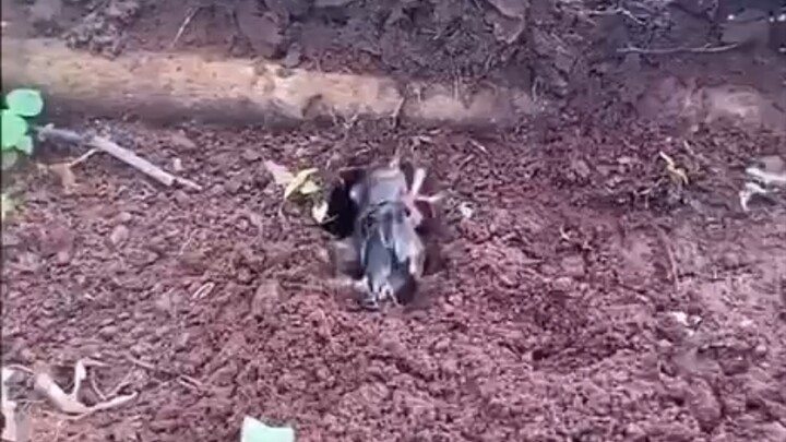 Pertama kali lihat pakai semut buat tangkap jangkrik