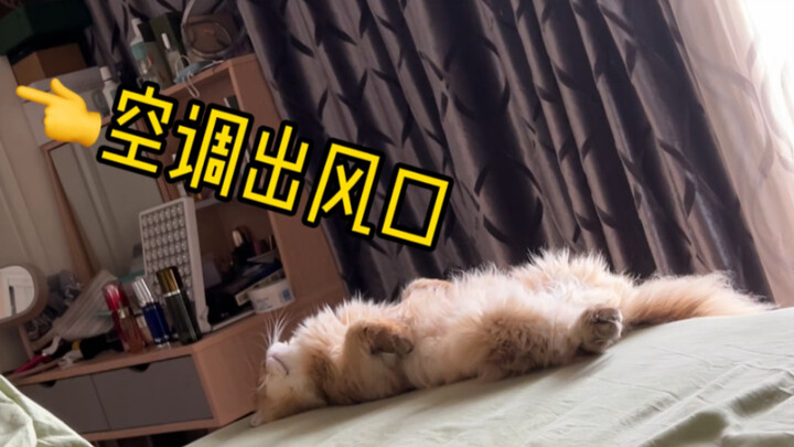 This cat is almost showing the word "disgust" on its face