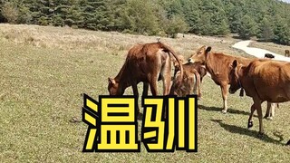 مطيع