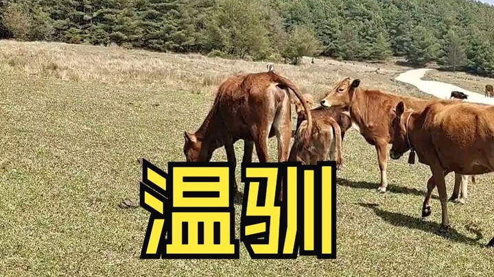 温驯