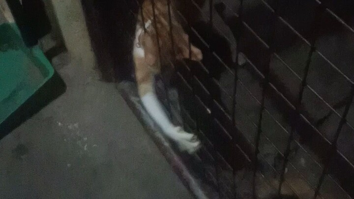 cat : mother and daughter.