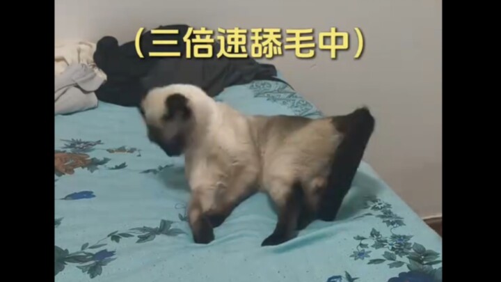 Boss, I don’t stink, I don’t stink meow…