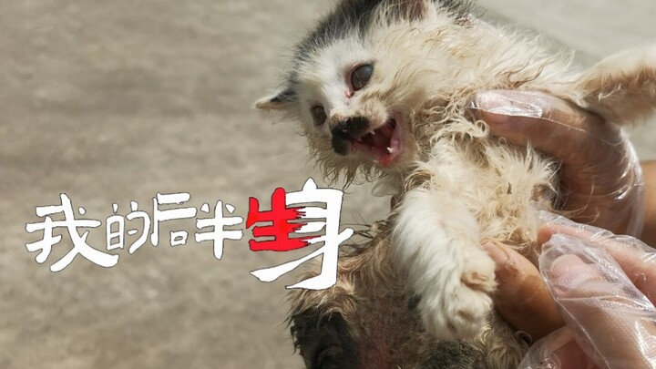 【เฒ่าบ้าหยาง】ฉันควรทำยังไงดี?