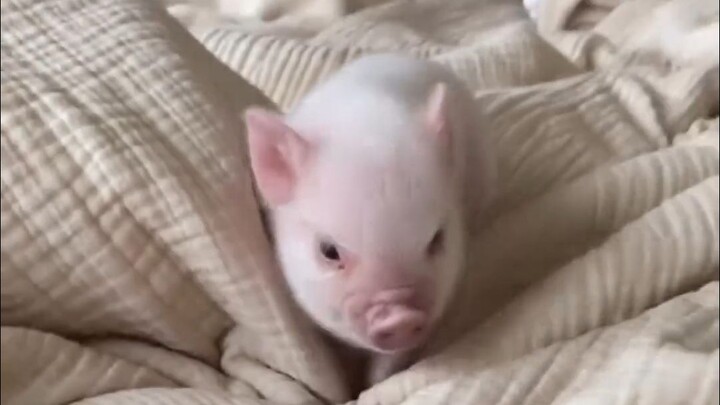 555 My little piggy is so cute!