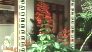 Samson Betawi (1975)