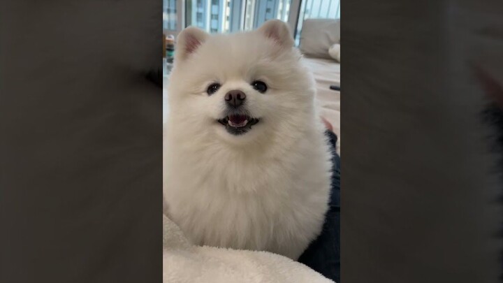 A Shiba Inu very annoyed by its owner's constant repetition