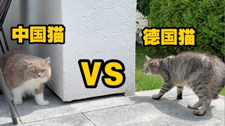 猫：我TM不会德语！！！