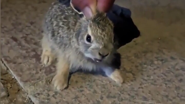 A passerby is attacked by a giant Nega Haki Rabbit