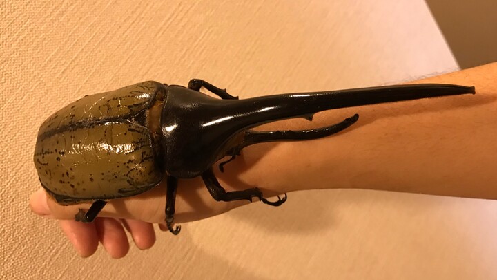 [Hewan]Kumbang Dynastes Hercules Sepanjang 172 mm