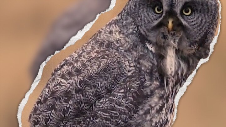 Owl: Let’s stir up some panic.