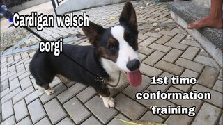 Cardigan Welsch Corgi | conformation training | Hernan Dog World TV