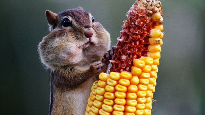 เหมือนเพื่อนสนิทของคุณที่ทั้งกินทั้งหยิบหรือเปล่า—กระรอกโคลน