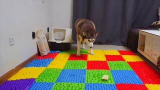 Saat husky bertemu tikar bergerigi yang aneh