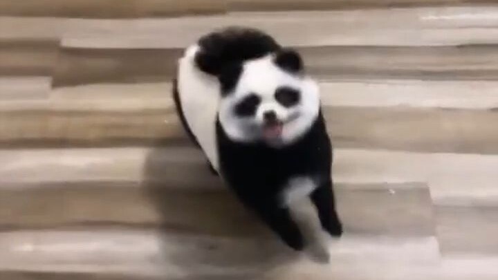 كيف سيبدو كلب بطلاء يحاكي الحياة البرية؟