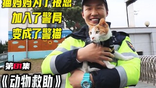 猫妈妈为了报恩入职了警局，当起了警猫