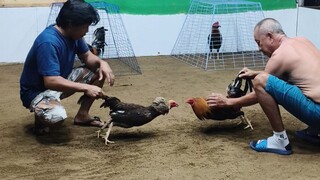 4 cock big event derby@ bogo arena prep4
