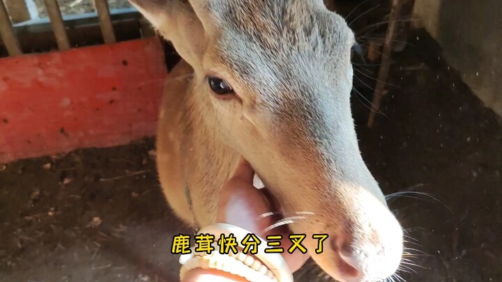 The sika deer is growing antlers!