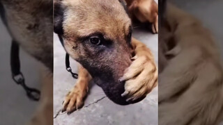 "Aku Bukan Manusia, Kau adalah Anjing"