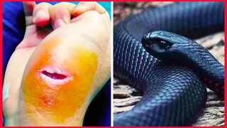 This Snake Will Give You Nightmares.