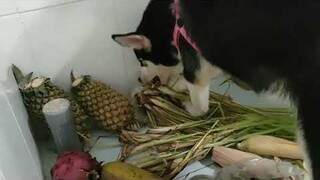 Ngáo Husky ăn sả riềng và cái kết|| Husky eats lemongrass and the ending  #ngáohusky #thucung #husky