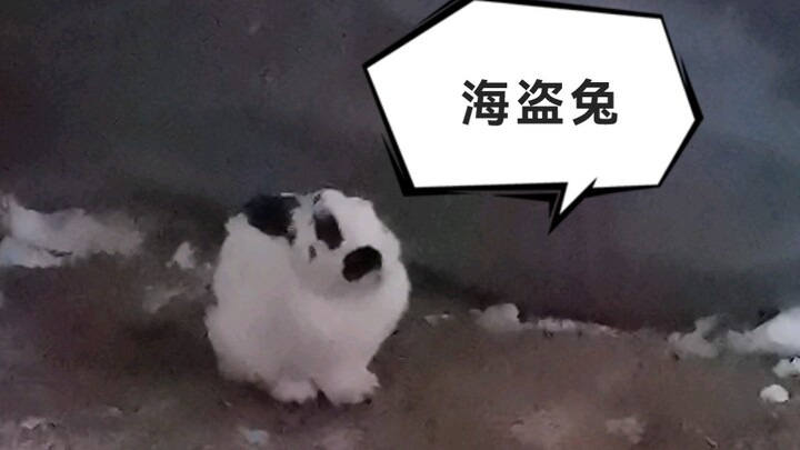 Following Liu Yong’s Pirate Dog, comes the Pirate Rabbit.