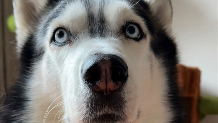 Huskies really are the cutest dogs in the world～