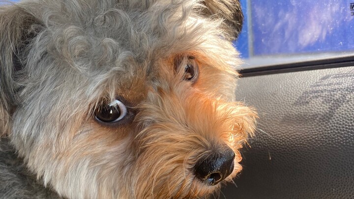 Dog playing with cat