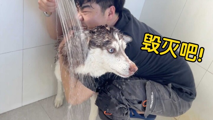 I say it's the cutest husky on the entire internet when taking a bath—does anyone agree or disagree?