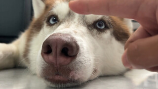 How many times do you have to hit your dog on the nose before it gets angry?