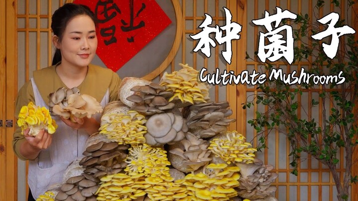 云南人爱吃菌子——山里没有野生的？那就自己在家里种！